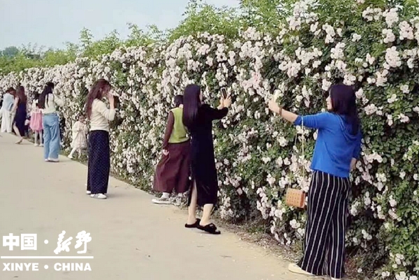 汉城街道：蔷薇花开迎客来，人居环境整治让脏乱差变身“网红打卡地”