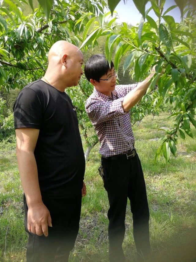 桃树幼果期管理要点！