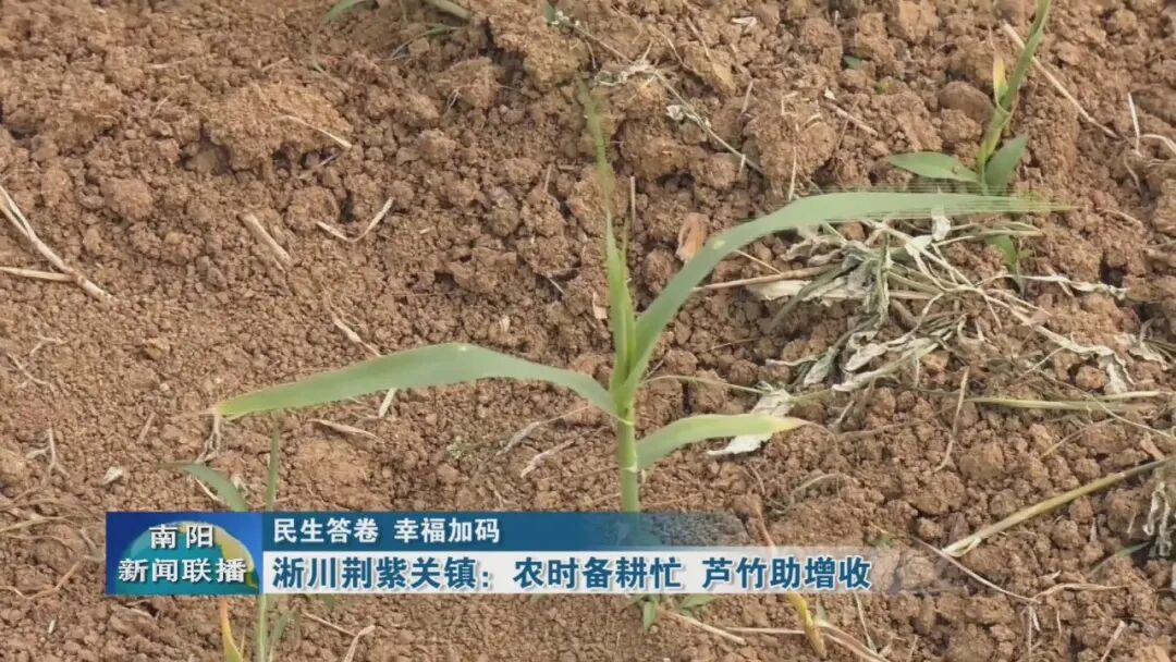 淅川荆紫关镇：农时备耕忙 芦竹助增收