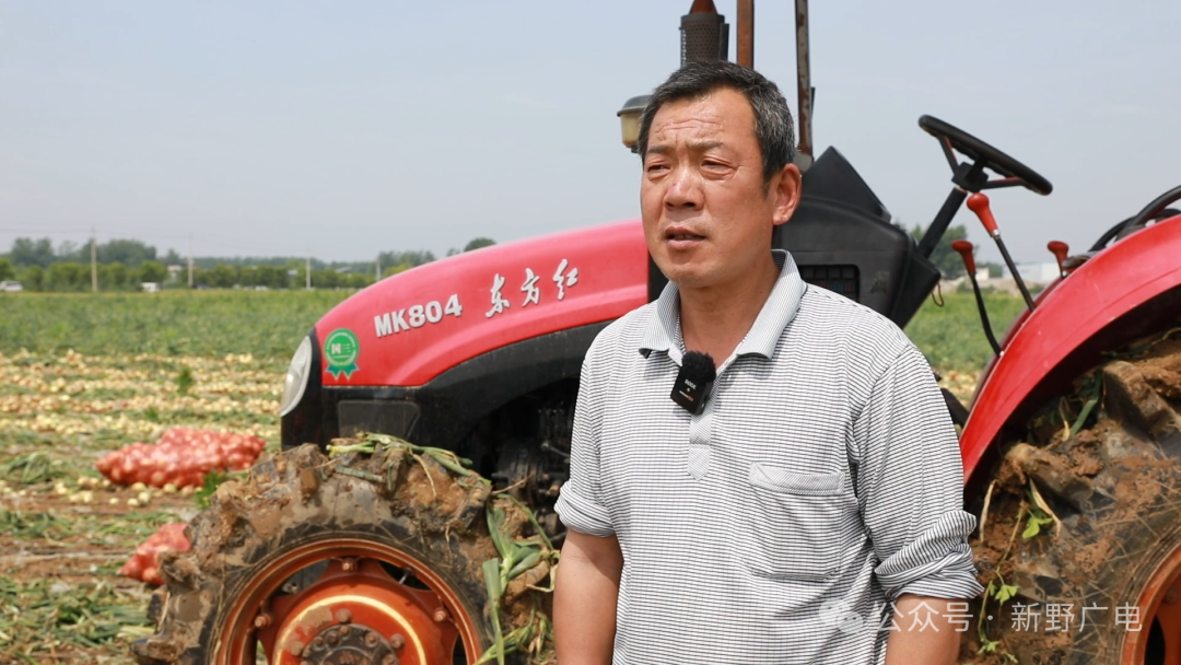 新野上港乡丰收，田间“葱葱”忙忙~