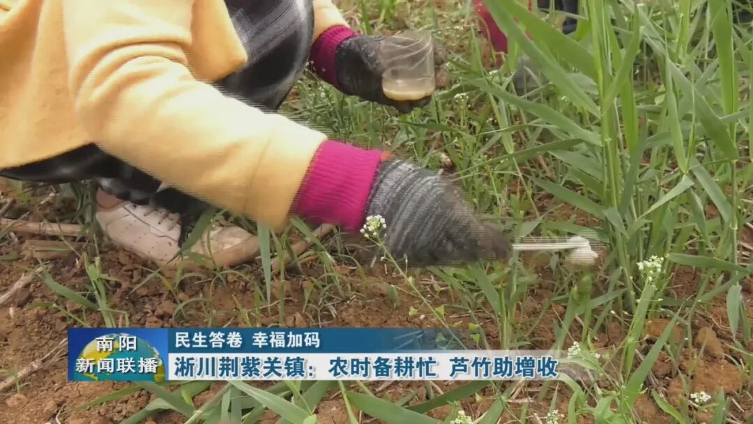 淅川荆紫关镇：农时备耕忙 芦竹助增收