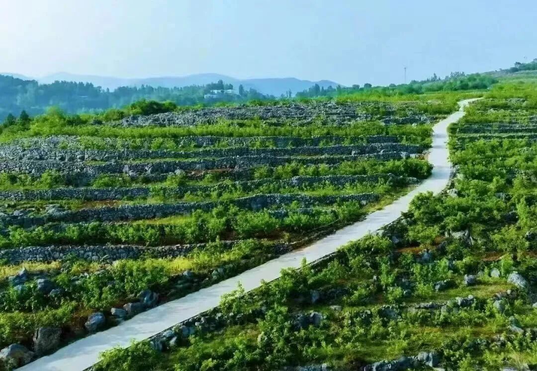 河南淅川一片桑叶富万家