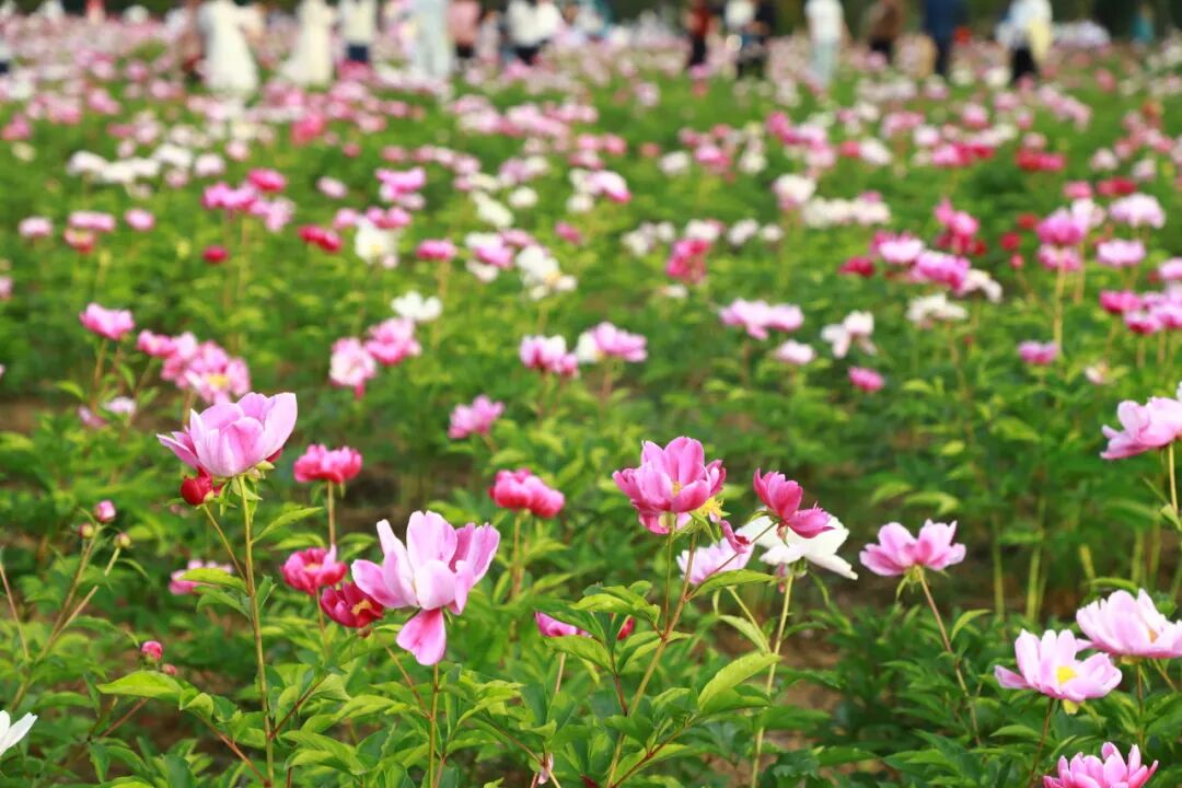 5·19中国旅游日 |唐河县文化广电和旅游局向您致以诚挚祝福，盼您乐享唐河“小而美”自然山水游、红色旅游、研学游，共赴美好生活。