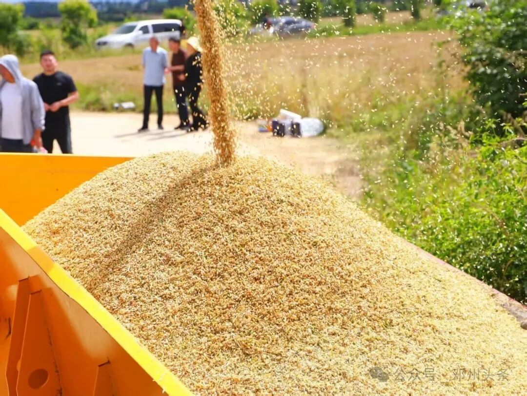 【三夏进行时】邓州市:喜开小麦“第一镰” 【三夏进行时】邓州市:喜开小麦“第一镰”