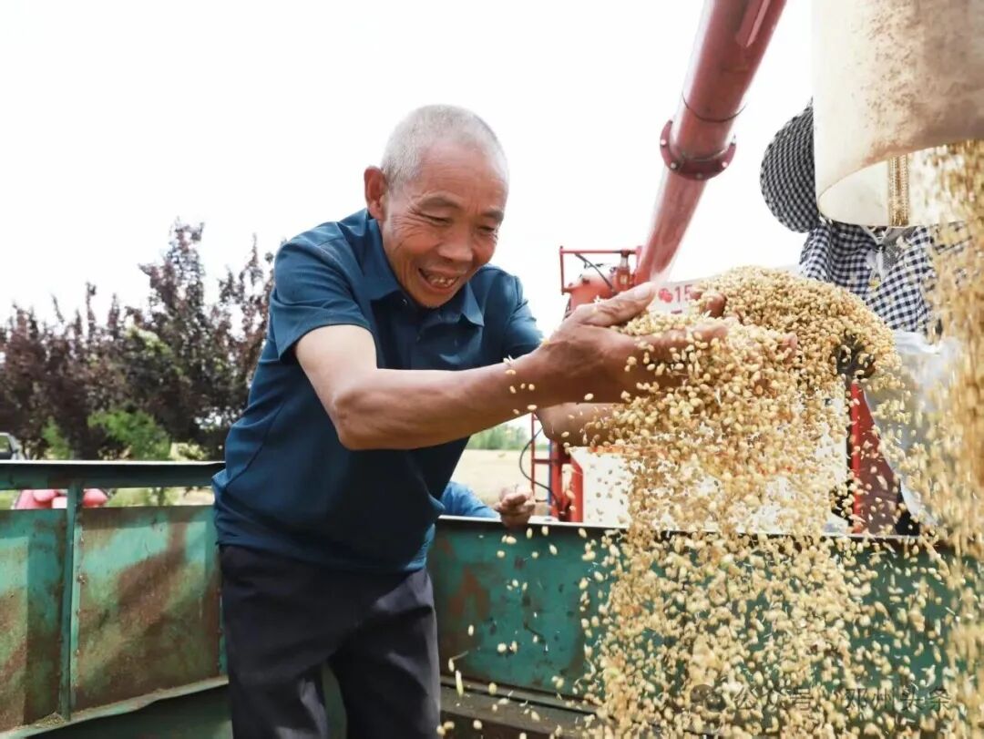 【三夏进行时】邓州市:喜开小麦“第一镰” 【三夏进行时】邓州市:喜开小麦“第一镰”