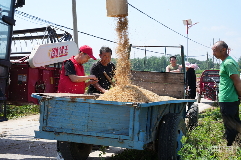 河南桐柏:抢抓降雨间隙 24万亩小麦抢收保归仓 河南桐柏:抢抓降雨间隙 24万亩小麦抢收保归仓