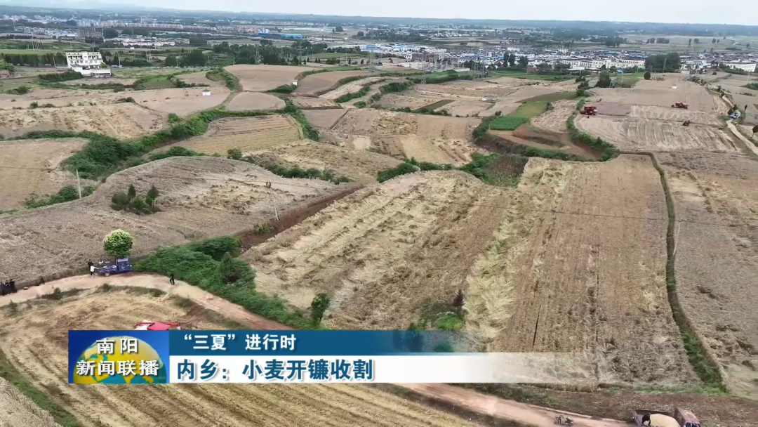 内乡:小麦开镰收割 内乡:小麦开镰收割