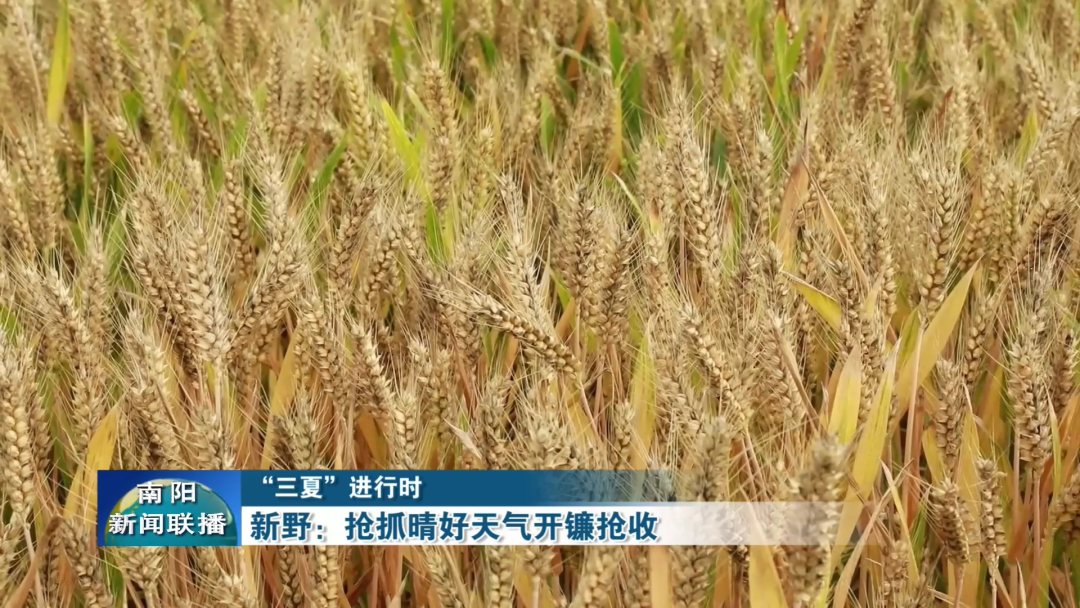 新野:抢抓晴好天气开镰抢收 新野:抢抓晴好天气开镰抢收
