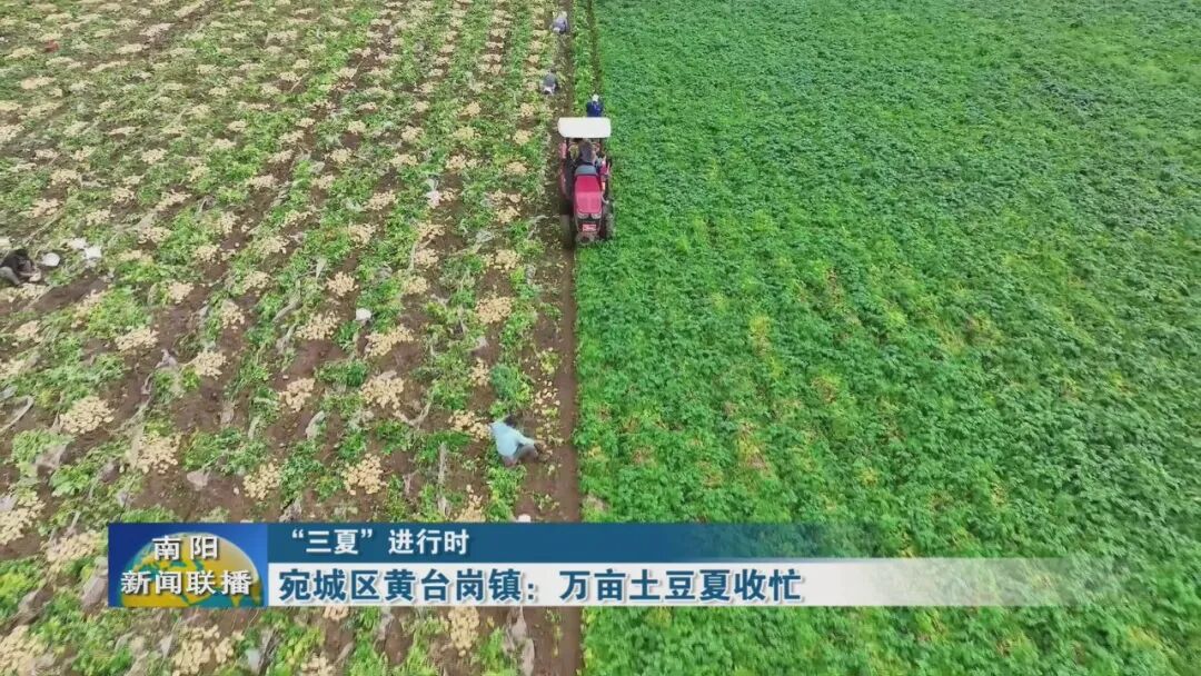 宛城区黄台岗镇：万亩土豆夏收忙