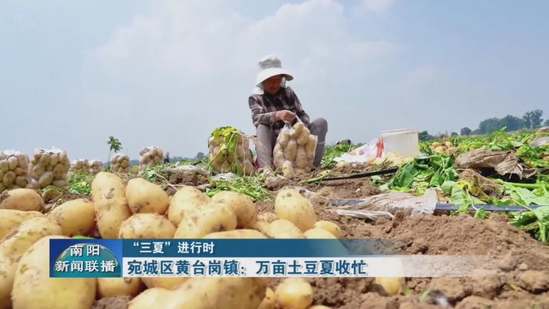 宛城区黄台岗镇：万亩土豆夏收忙