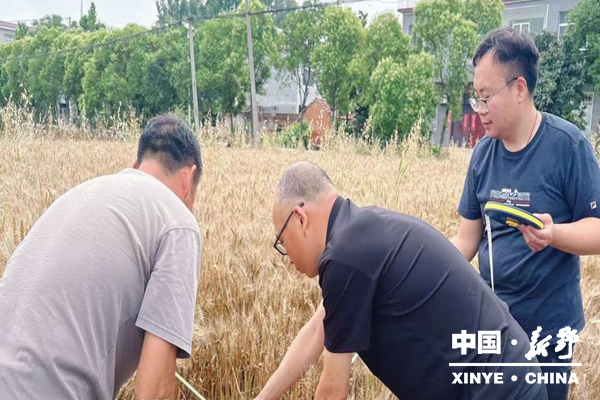 严把实测关口 筑牢数据根基——县统计局有序推进2026年夏粮实割实测收割工作 严把实测关口 筑牢数据根基——县统计局有序推进2026年夏粮实割实测收割工作