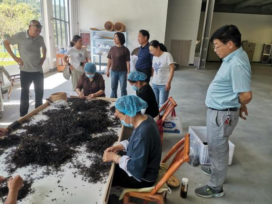 深入茶区一线 把脉茶园管理 深入茶区一线 把脉茶园管理