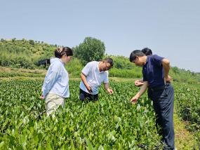 深入茶区一线 把脉茶园管理
