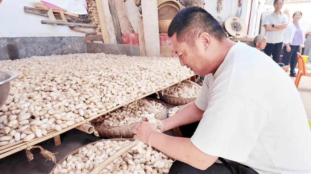 南召:柞坡“摘金茧” 林间采丰年 南召:柞坡“摘金茧” 林间采丰年