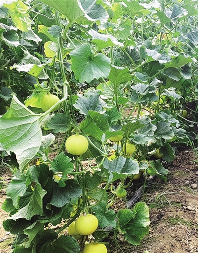 瓜棚传技助增收 瓜棚传技助增收