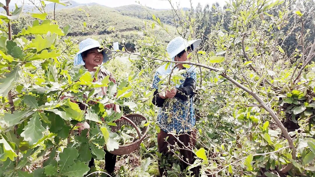 南召:柞坡“摘金茧” 林间采丰年 南召:柞坡“摘金茧” 林间采丰年