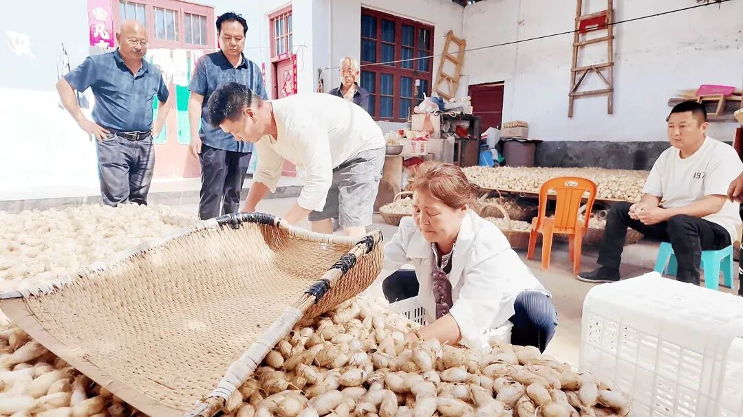 南召:柞坡“摘金茧” 林间采丰年 南召:柞坡“摘金茧” 林间采丰年