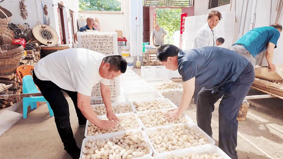 南召:柞坡“摘金茧” 林间采丰年 南召:柞坡“摘金茧” 林间采丰年