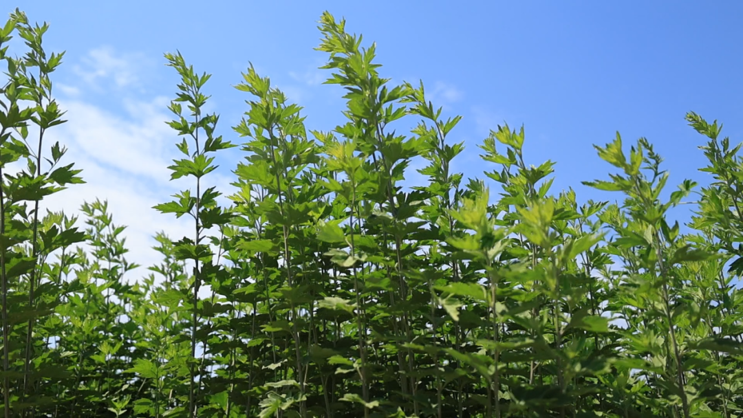 社旗:艾草产业旺 零工助增收 社旗:艾草产业旺 零工助增收