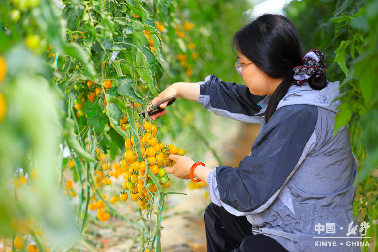 六月田垄,载满夏的馈赠 六月田垄,载满夏的馈赠