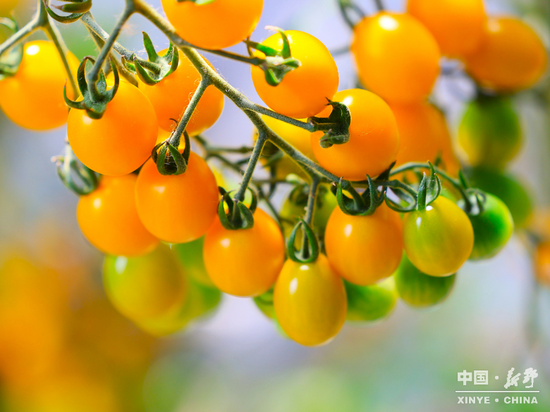 六月田垄,载满夏的馈赠 六月田垄,载满夏的馈赠