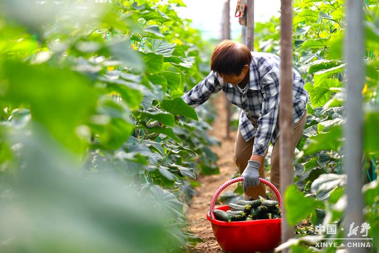 六月田垄,载满夏的馈赠 六月田垄,载满夏的馈赠