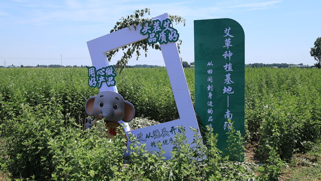 社旗:艾草产业旺 零工助增收 社旗:艾草产业旺 零工助增收