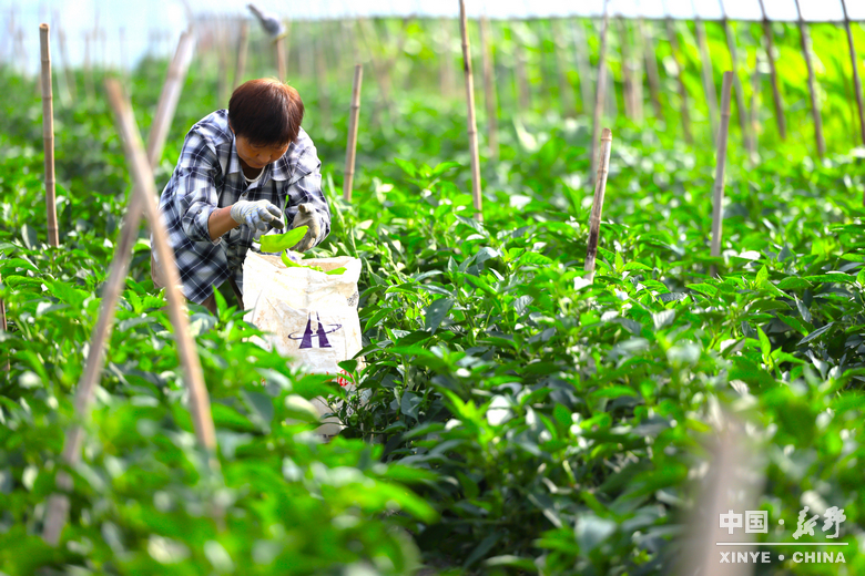 六月田垄,载满夏的馈赠 六月田垄,载满夏的馈赠