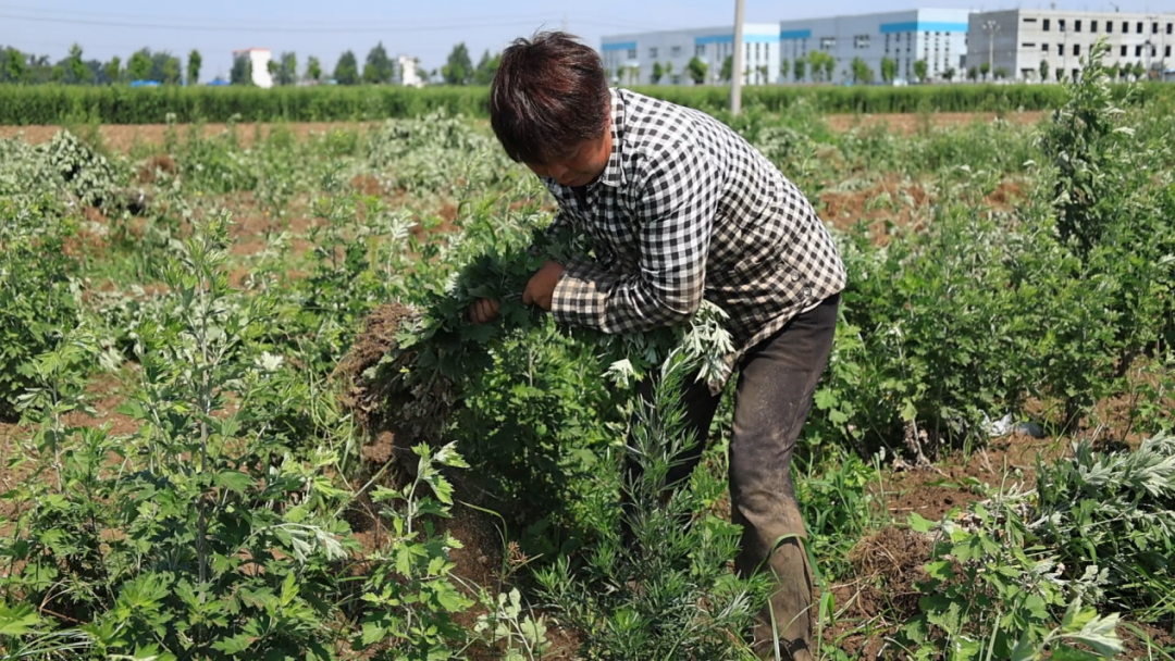 社旗:艾草产业旺 零工助增收 社旗:艾草产业旺 零工助增收