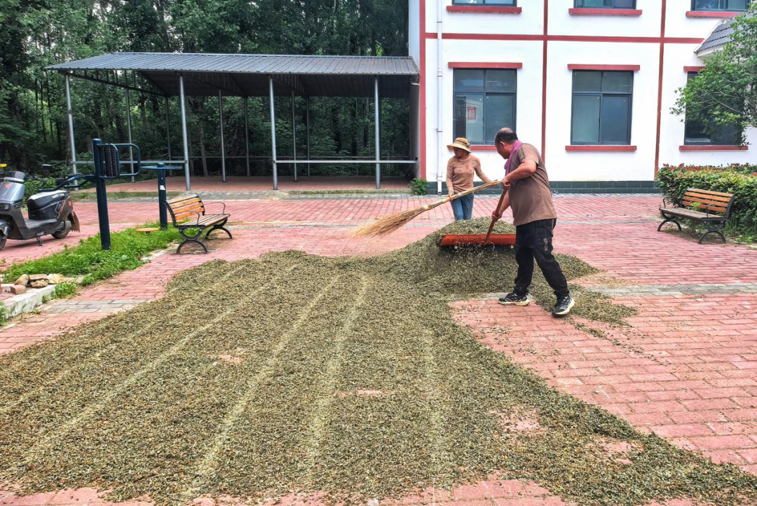 桐柏：仙鹤草鼓起群众钱袋子