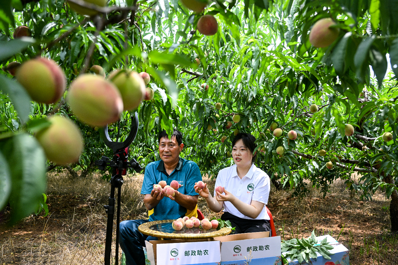 桐柏:鲜桃上市销售忙 桐柏:鲜桃上市销售忙