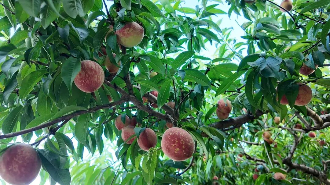 桃香漫南召:特色产业串起乡村振兴“甜蜜链条” 桃香漫南召:特色产业串起乡村振兴“甜蜜链条”