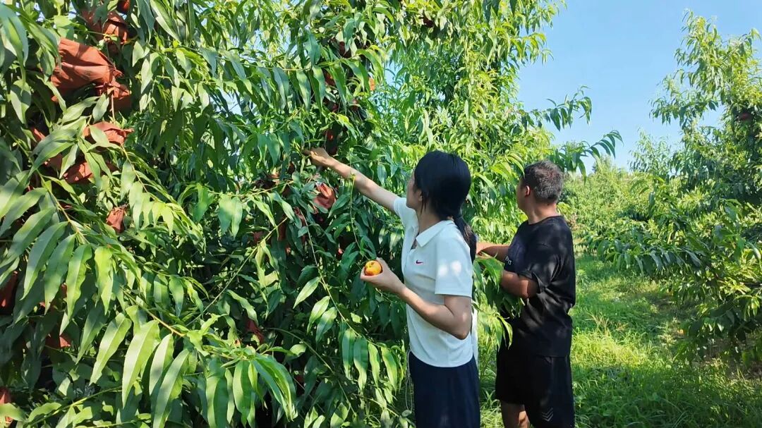 桃香漫南召:特色产业串起乡村振兴“甜蜜链条” 桃香漫南召:特色产业串起乡村振兴“甜蜜链条”