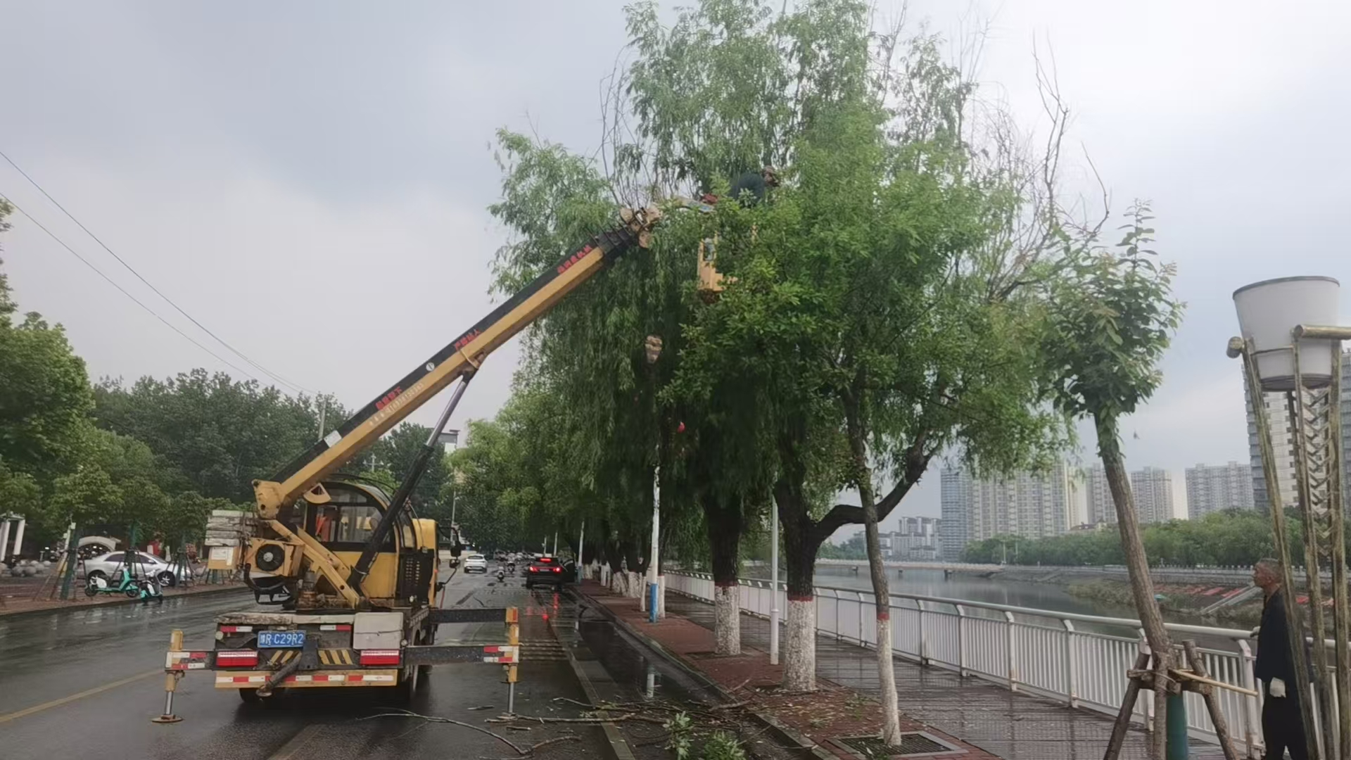 桐柏县:整治树患,让绿荫更“安全” 桐柏县:整治树患,让绿荫更“安全”