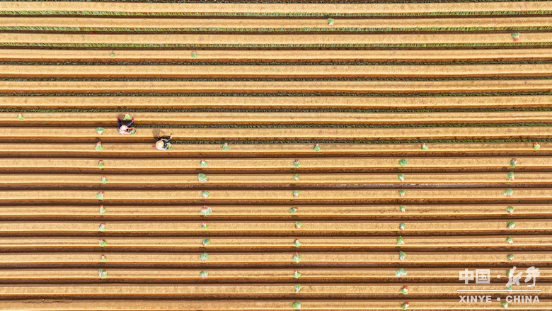 垄间藏经纬 方寸绘丰景 垄间藏经纬 方寸绘丰景