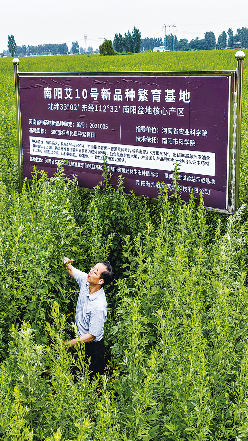 从论斤卖到按克售 南阳“小草”实现“逆袭”