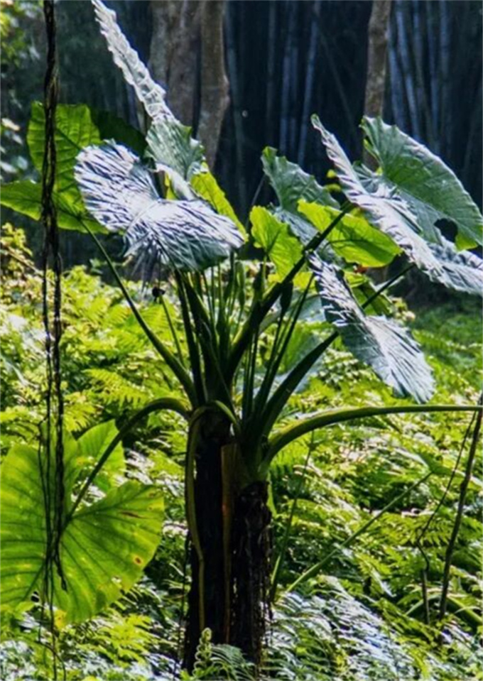 紧急提醒：这种“网红花”千万别碰，有人接触后浑身剧烈瘙痒！