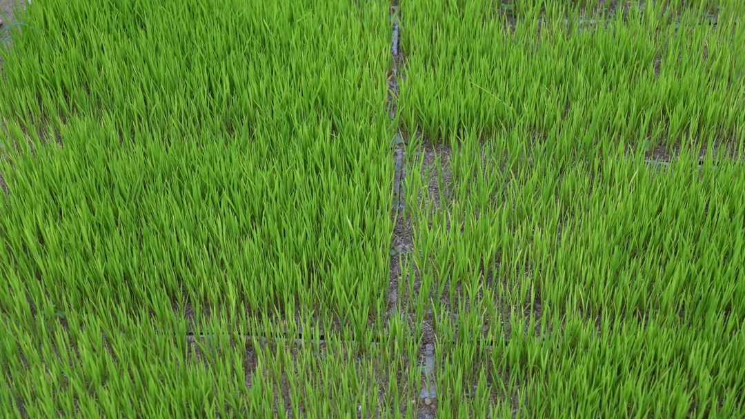 淅川县马蹬镇：旱稻试验多点推进 特色农业提质升级
