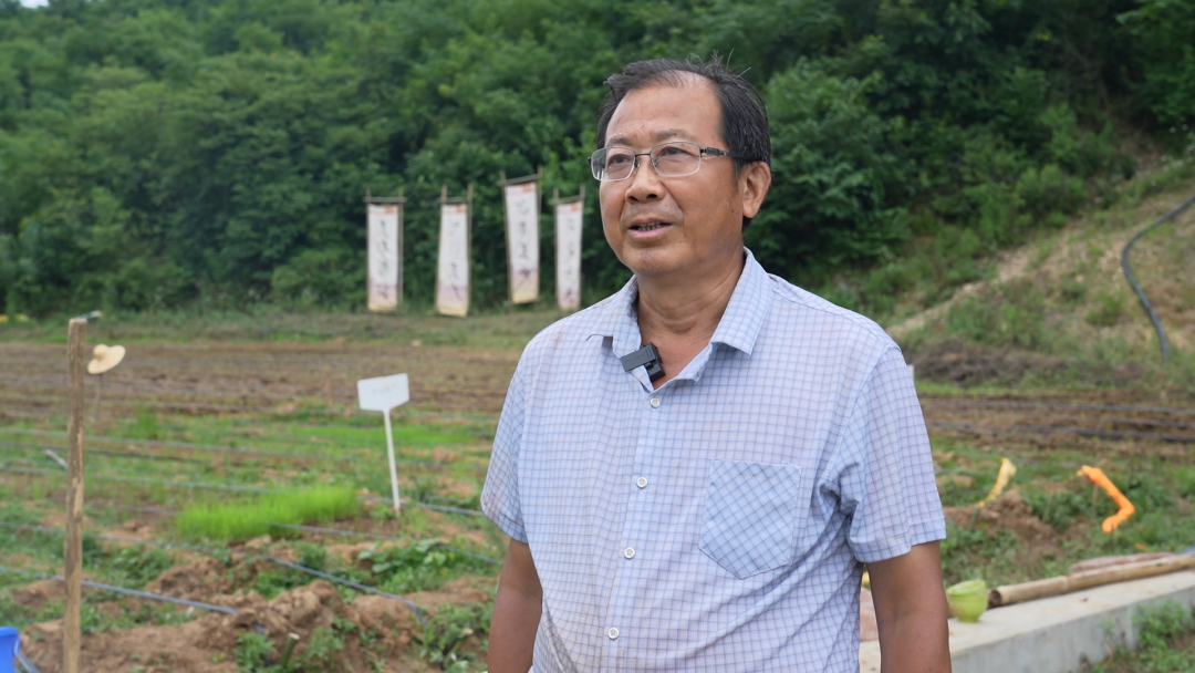 淅川县马蹬镇：旱稻试验多点推进 特色农业提质升级