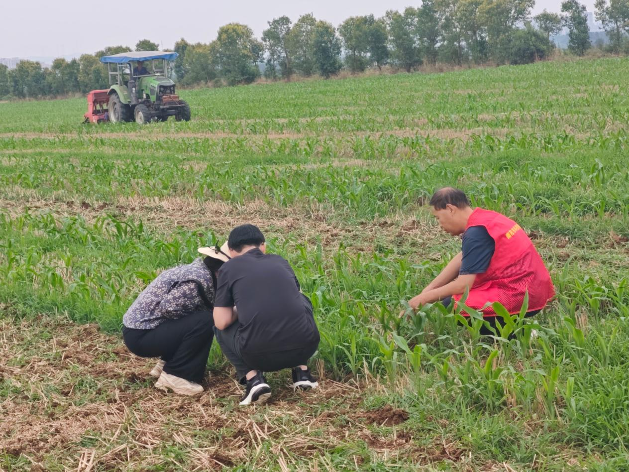 镇平县:抢抓雨后农时 精准技术护航 全力抓实大豆玉米带状复合种植田间管护工作 镇平县:抢抓雨后农时 精准技术护航 全力抓实大豆玉米带状复合种植田间管护工作