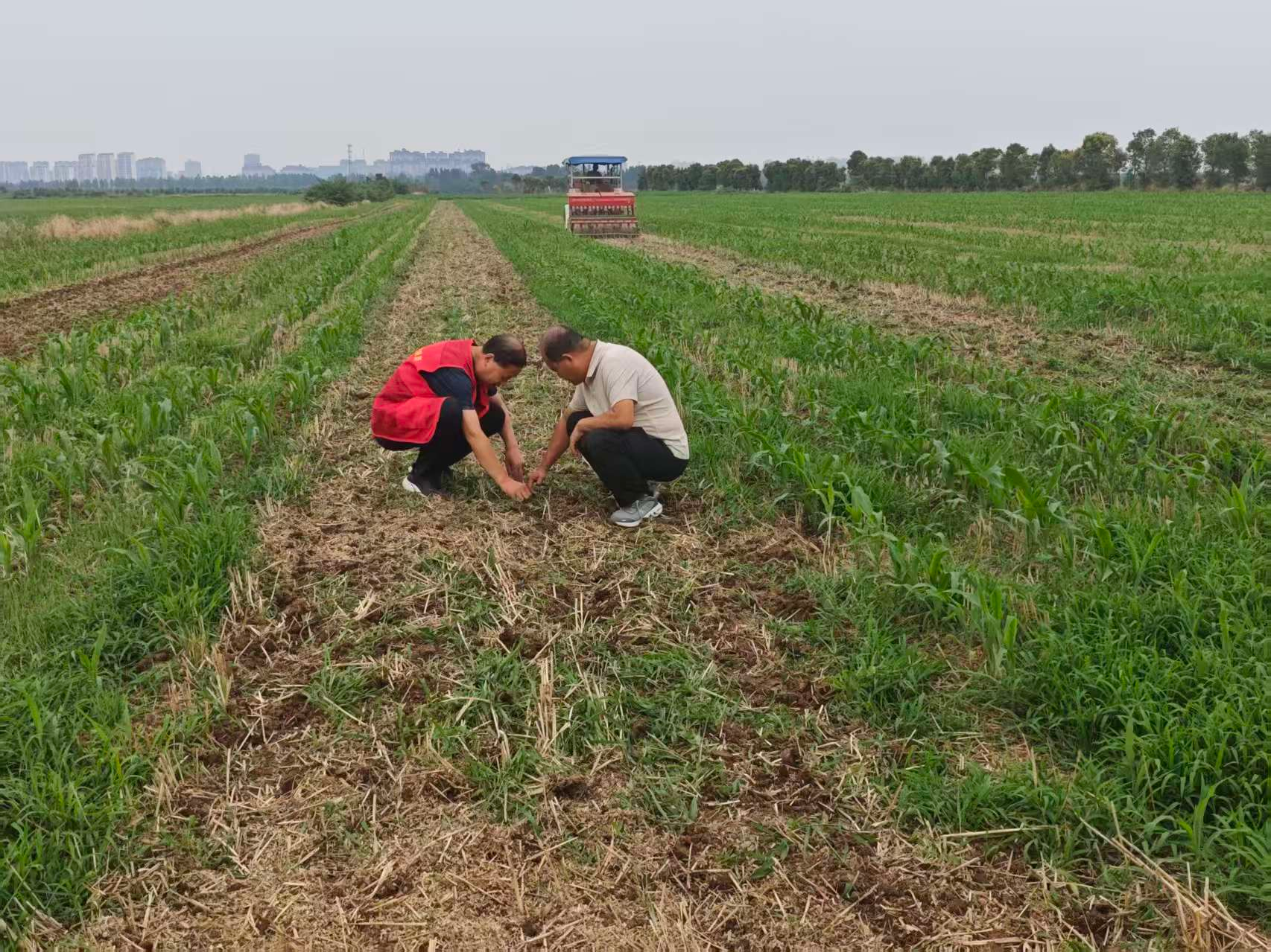 镇平县:抢抓雨后农时 精准技术护航 全力抓实大豆玉米带状复合种植田间管护工作 镇平县:抢抓雨后农时 精准技术护航 全力抓实大豆玉米带状复合种植田间管护工作
