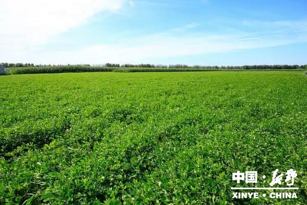 沙堰镇贺庄村：振兴沃土铺新卷 富美村庄入画来