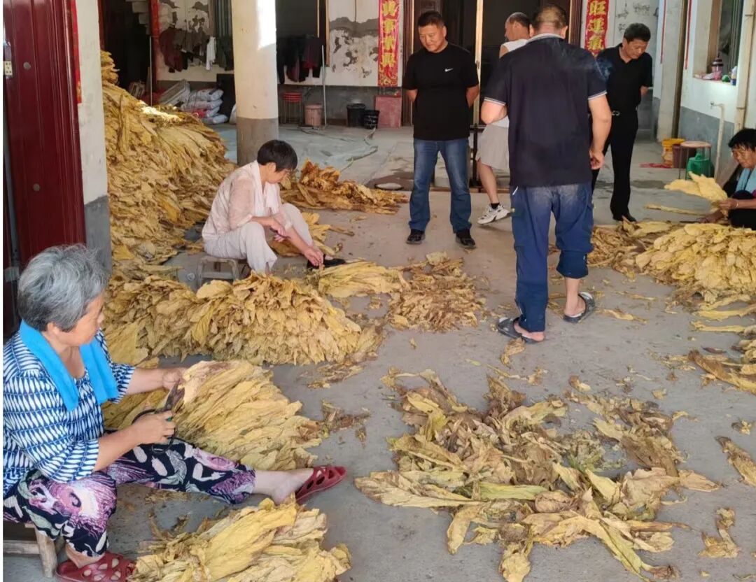内乡县灌涨镇:烟叶丰收分拣忙 “黄金叶”铺就增收路 内乡县灌涨镇:烟叶丰收分拣忙 “黄金叶”铺就增收路