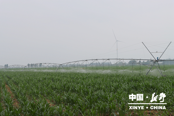 县领导调研督导抗旱保秋和农业安全生产工作 县领导调研督导抗旱保秋和农业安全生产工作