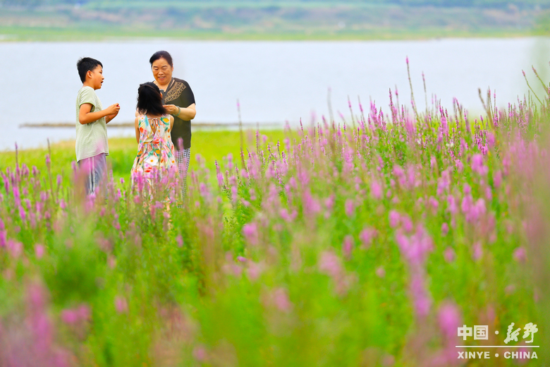 夏日炎炎、夏花艳艳 夏日炎炎、夏花艳艳