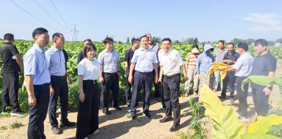 南阳市召开烟叶生产观摩会议 南阳市召开烟叶生产观摩会议