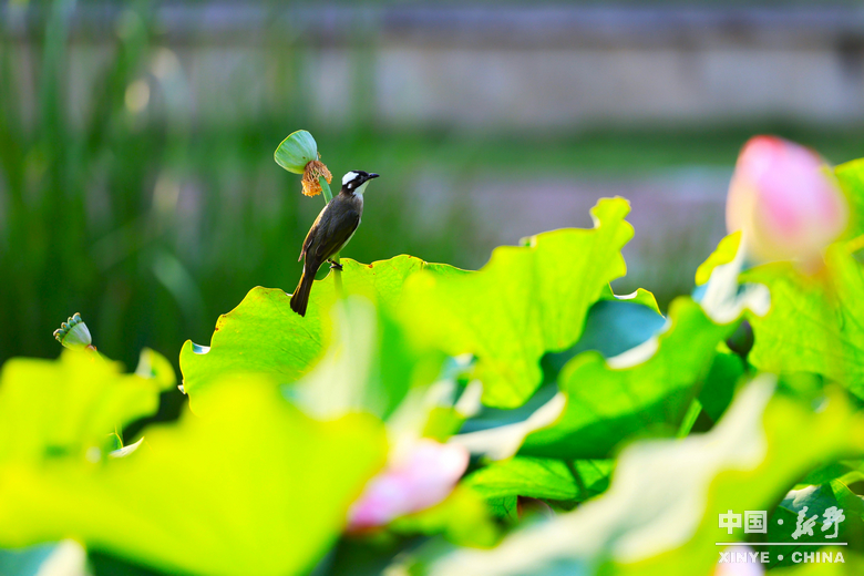 夏日炎炎、夏花艳艳 夏日炎炎、夏花艳艳