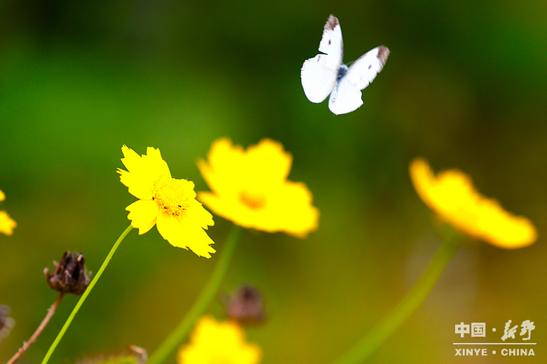 夏日炎炎、夏花艳艳 夏日炎炎、夏花艳艳