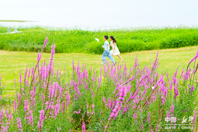 夏日炎炎、夏花艳艳 夏日炎炎、夏花艳艳
