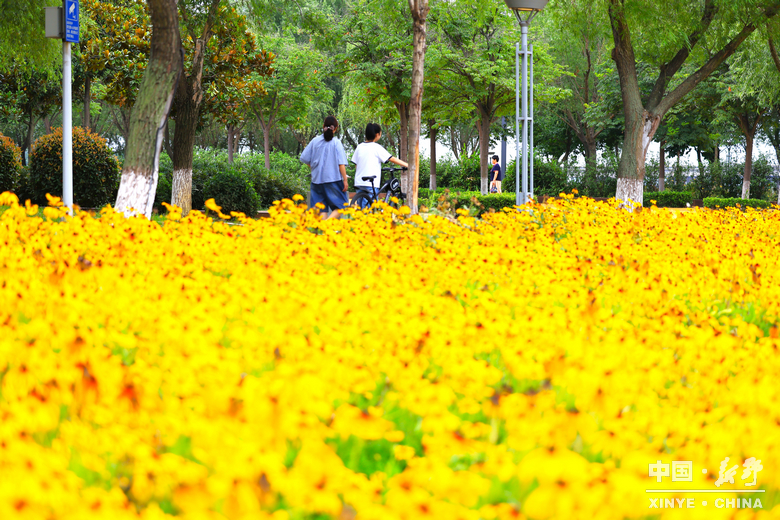 夏日炎炎、夏花艳艳 夏日炎炎、夏花艳艳